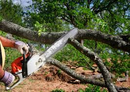 Best Tree Cabling and Bracing  in Annandale, VA